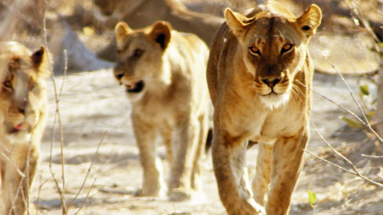 Afrika’nın Ölümcül Avcıları Nat Geo Wild’da