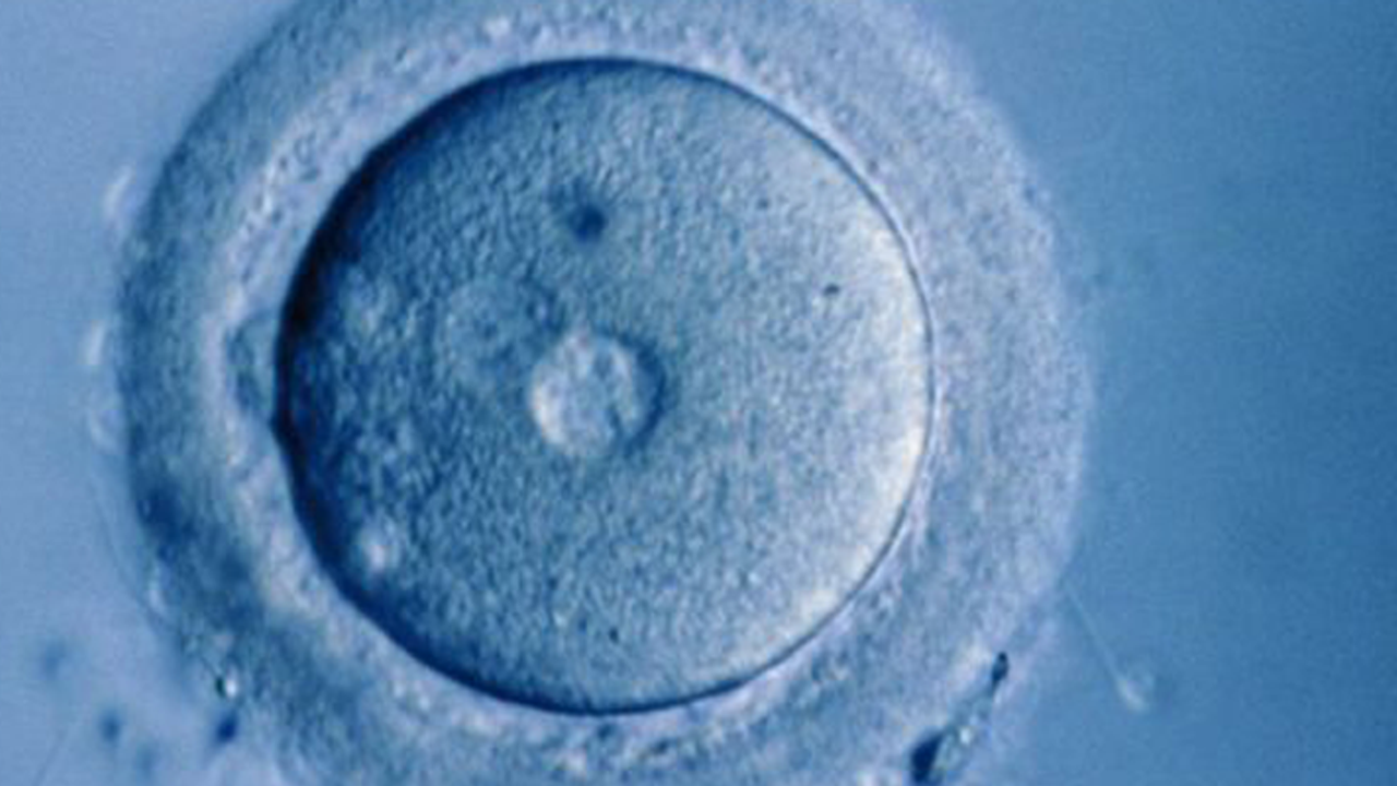 Laboratuvarda büyütülen ilk insan yumurtası gelecekte doğurganlığa yardımcı olabilir