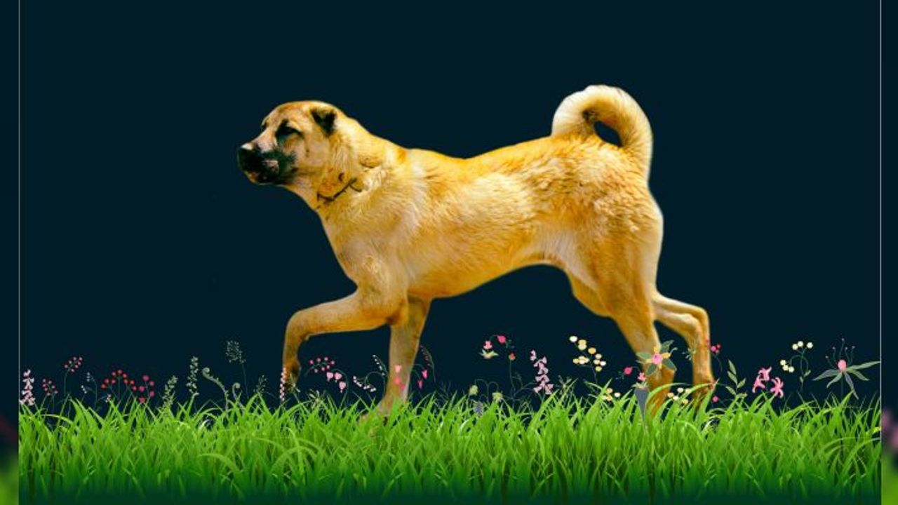 Köpek Sahiplenmek İsteyenlere Özel: En Çok Tercih Edilen İlanlar