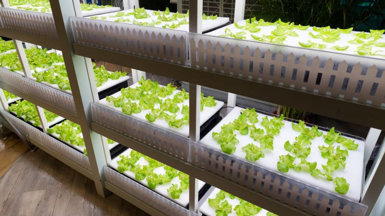 Topraksız Tarımın Geleceği: Yenilikçi Çözümlerle Tarımın Yeni Dönemi