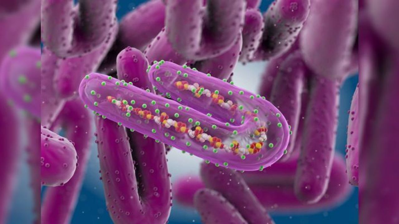 Marburg virüsü nedir, ne kadar tehlikeli?