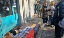 Kısırlaştırılmak için toplanmadılar, öldürülmek için toplanıyorlar