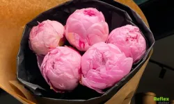 Hızlı Çiçek Güvenilir Mi? Şikayet ve Yorumları 2026