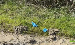 İstanbul’da Dehşet Çinli İş İnsanı Ölü Bulundu Interpol Devrede 10 Şüpheli Yakalandı