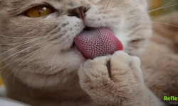 Kedilerin Tüyleri Neden Sonsuza Kadar Uzamaz İşte Bilimsel Sebebi