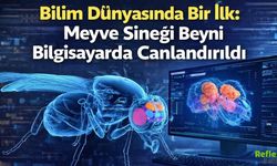 Bilim Dünyasında Bir İlk: Meyve Sineği Beyni Bilgisayarda Canlandırıldı