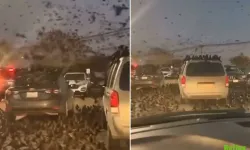 İsrail Karga İstilası Gerçek Mi? Bu Durum Yaşandı Mı?