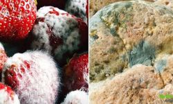 Küflü Besinleri Tüketirsek Ne Olur? Gerçekten Zararlı Mı?