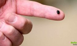Lyme Hastalığına Karşı Aşıda Büyük Gelişme Yüzde 70 Etkinlik Sağlandı