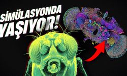 Simülasyonda Yaşayan İlk Canlı Üretildi