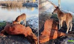 Kura Nehri Kıyısında Yürek Burkan Görüntü: İnsanlığa Vefa Dersi Mi?