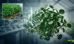 En Sağlıklı Sebze Hangisi, Bilimsel Araştırmada Zirveye Hangi Besin Yerleşti?