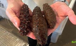 Deniz Patlıcanı Neden Yasak? Sebebi Nedir?