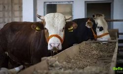 Güncel Kurbanlık Fiyatları 2026 Küçükbaş Ve Büyükbaş Ne Kadar?