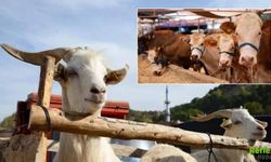 Kurbanlık Fiyatları Netleşiyor Büyükşehirlerde Rakamlar Cep Yakıyor