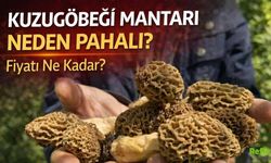 Kuzugöbeği Mantarı Neden Pahalı, Fiyatı Ne Kadar?