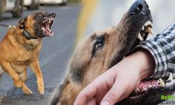 Van’da Köpek Saldırısında 5 Yaşındaki Çocuk Hayatını Kaybetti