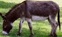 Siirt’te Eşeğin Sürüklediği 12 Yaşındaki Çocuk Hayatını Kaybetti