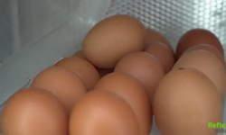 Buzdolabındaki O Bölme İçin Şaşırtan Uyarı! Yumurtayı Oraya Koymayın