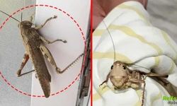 Çekirge İstilası Mı Başladı? Bakanlıktan Peş Peşe Açıklama: Vatandaşlara Uyarı Geldi