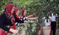 Ordu'da Fındık Hasadı Rahatlayacak! İşçi Sıkıntısını Bitirecek Çözüm