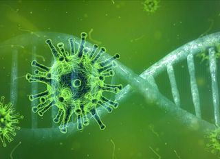 Hindistan'da ortaya çıktı: Nipah salgını nedir?