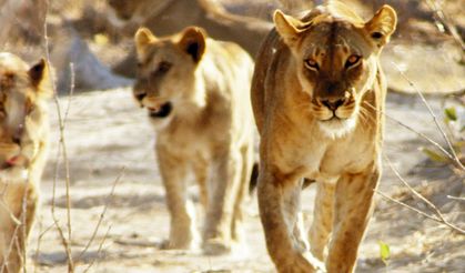 Afrika’nın Ölümcül Avcıları Nat Geo Wild’da