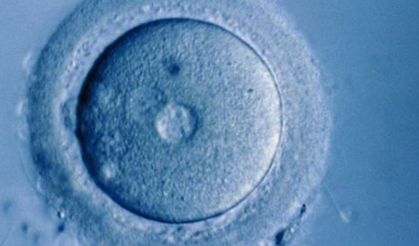 Laboratuvarda büyütülen ilk insan yumurtası gelecekte doğurganlığa yardımcı olabilir