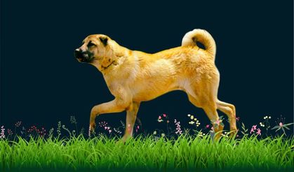 Köpek Sahiplenmek İsteyenlere Özel: En Çok Tercih Edilen İlanlar