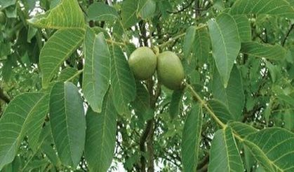 Ceviz Ağacının Altında Neden Oturulmaz? Ne Olur?