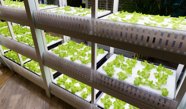 Topraksız Tarımın Geleceği: Yenilikçi Çözümlerle Tarımın Yeni Dönemi