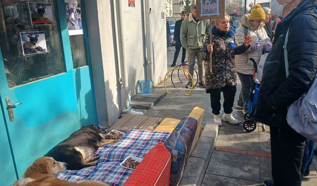 Kısırlaştırılmak için toplanmadılar, öldürülmek için toplanıyorlar