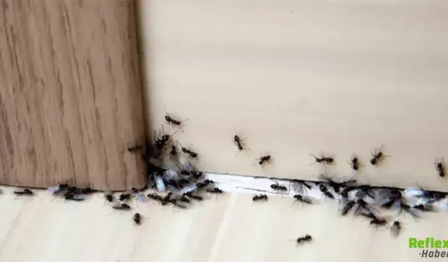 Evde Karınca İstilası Neden Olur Nasıl Önlenir