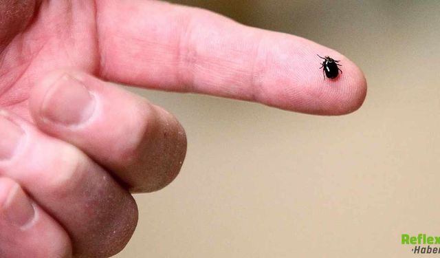 Lyme Hastalığına Karşı Aşıda Büyük Gelişme Yüzde 70 Etkinlik Sağlandı