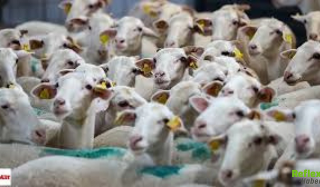 Kırsalda Bereket Küçükbaşa Destek Projesi Başvuru Sonuçları Nasıl Sorgulanır?