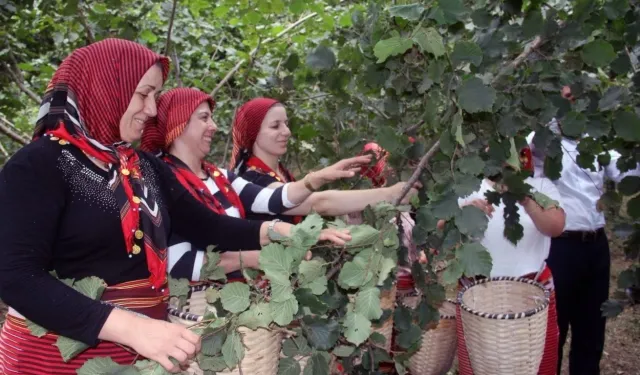 Ordu'da Fındık Hasadı Rahatlayacak! İşçi Sıkıntısını Bitirecek Çözüm