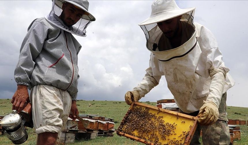 Arıcılıkta 'standart' dönemi başlıyor: Mesleki yeterlilik şartı geliyor