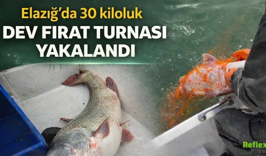 Elazığ’da 30 Kiloluk Dev Fırat Turnası Yakalandı