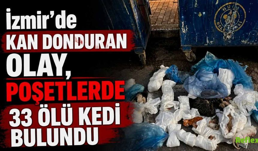 İzmir’de Kan Donduran Olay, Poşetlerde 33 Ölü Kedi Bulundu