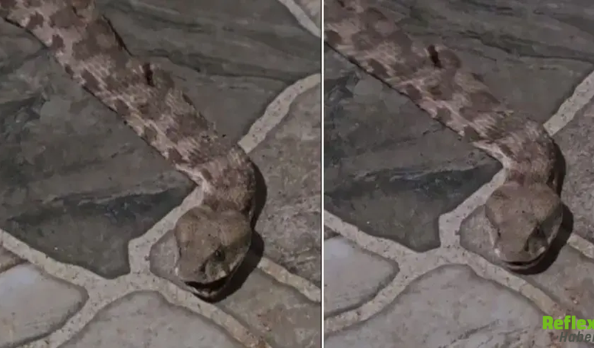 Kapıyı Açtığı Anda Gördü! Dev Yılan Mahalleyi Ayağa Kaldırdı