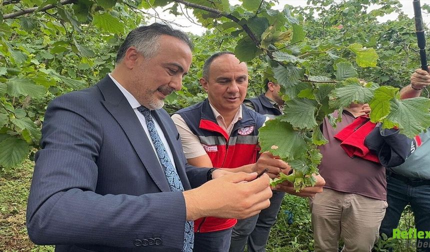 Kahverengi Kokarcaya Karşı Yeni Hamle! 1000 Samuray Arısı Doğaya Salındı