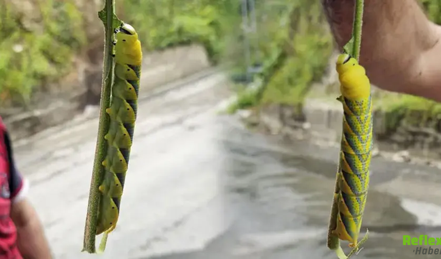 Patlıcan Yaprağında 13 Santimlik Sürpriz: Rize’de Ortaya Çıktı