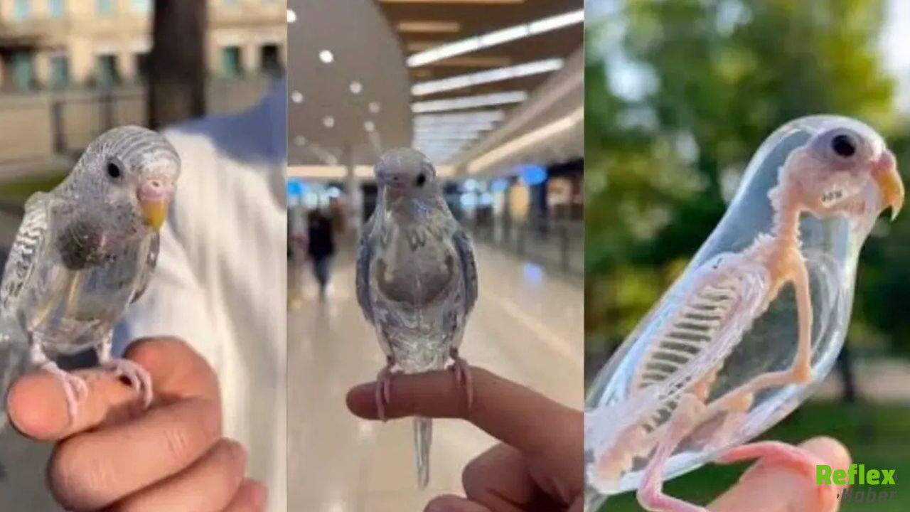 Şeffaf Güvercin, Muhabbet Kuşu Gerçek Mi (2)