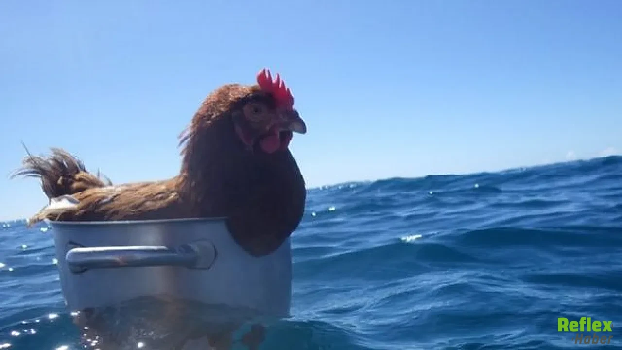 Wilson Tavuk Olayı Nedir