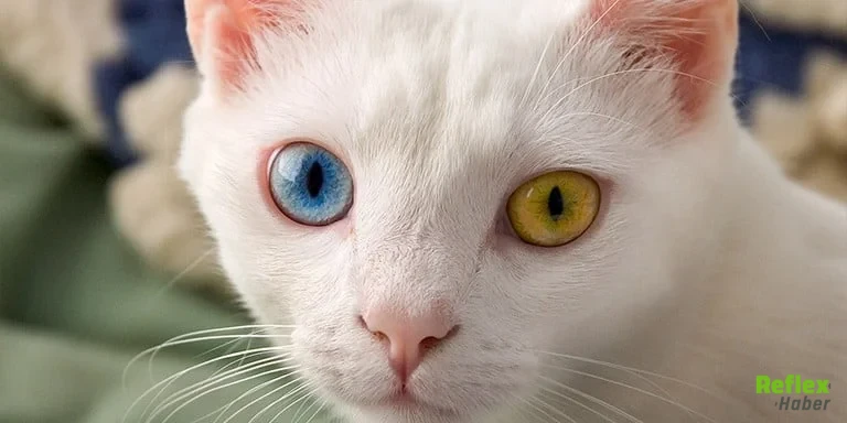 Göz Rengi Kahverengiden Farklı Olan Hayvanlar Hangileridir 2