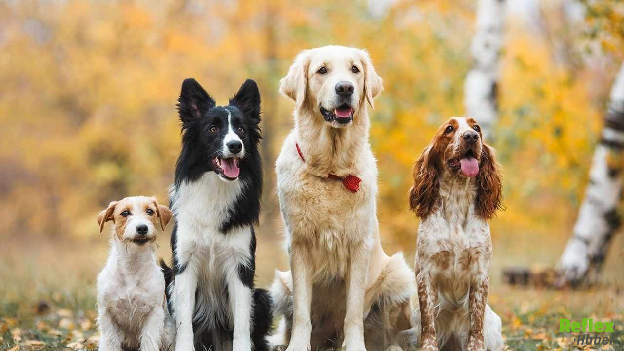 İlk Köpeklerin Tarihi Değişti 5 Bin Yıl Daha Geriye Gitti-1