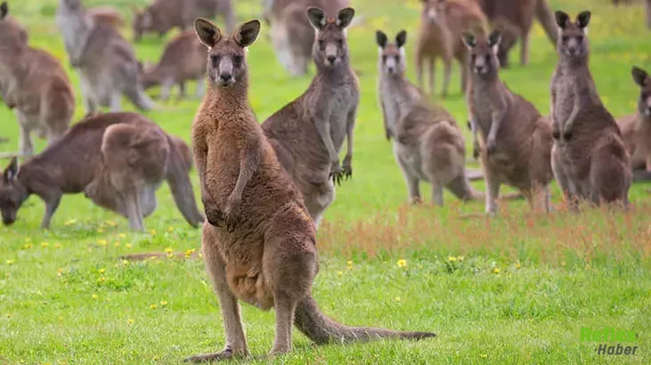 Kangurular Yavrularını Neden Kesesinde Taşır, Neden Kuyrukları Uzun Ve Geri Yürüyemez 2