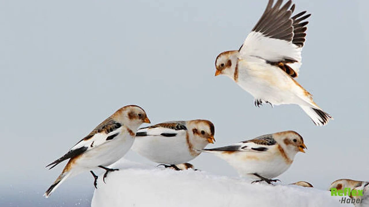 Kar Kirazı Gerçek Mi 1