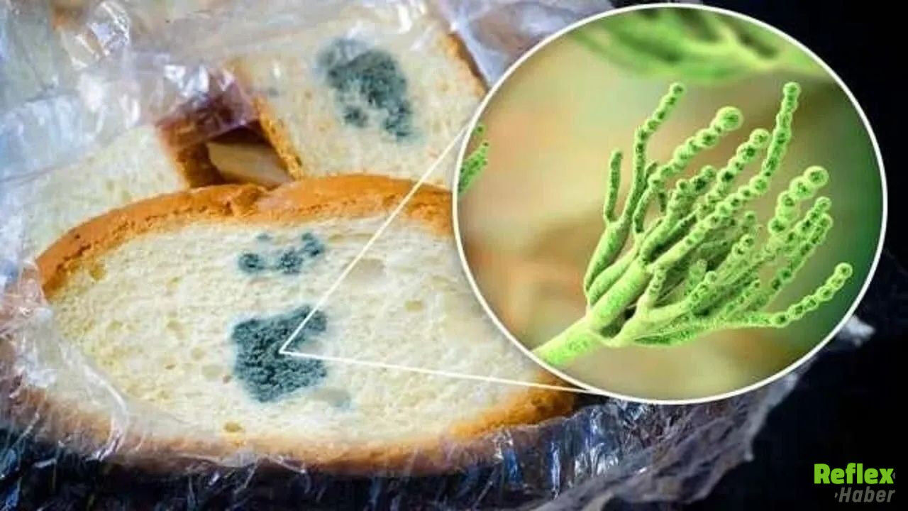 Küflü Besinleri Tüketirsek Ne Olur-1