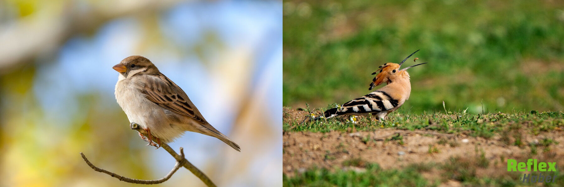 Kuşların Gagalarının Şekli Neden Birbirinden Farklıdır 1